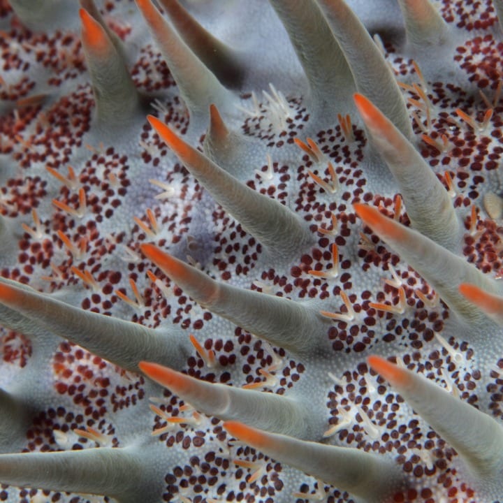 crown of thorns sea stars